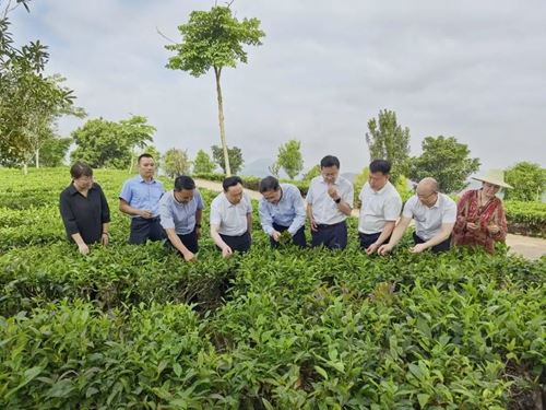 智库集结云南|云山院与六院士共启茶产业高质量发展新篇章(图8) 智库集结云南|云山院与六院士共启茶产业高质量发展新篇章(图8)