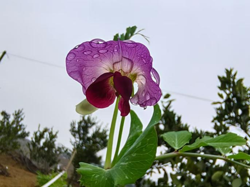 种花让生活更美好(图1) 种花让生活更美好(图1)