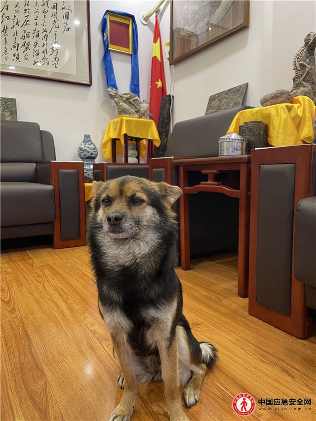 为一只犬，预留一片阳光